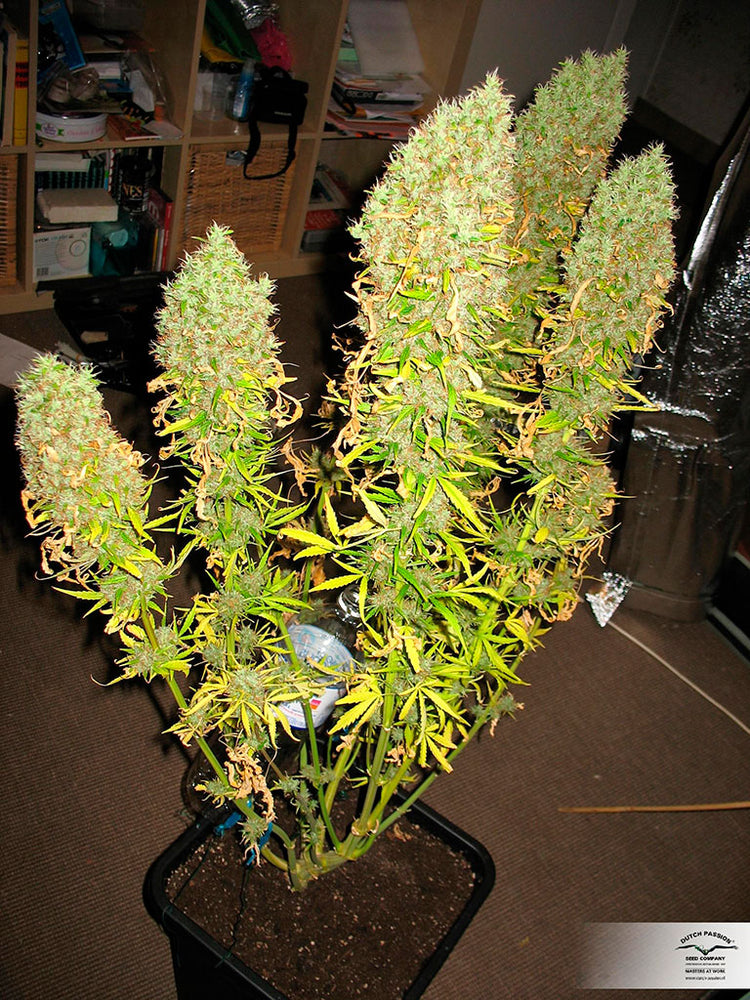 a potted plant with yellow flowers in a room