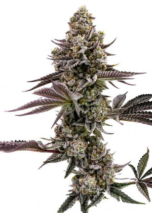 a close up of a plant on a white background