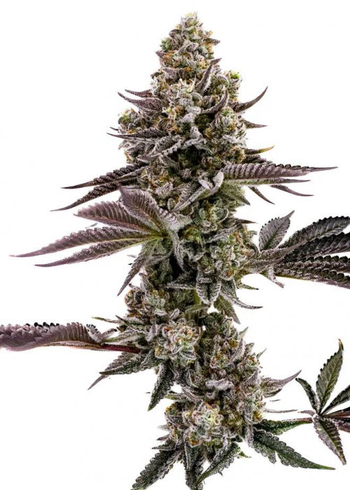 a close up of a plant on a white background