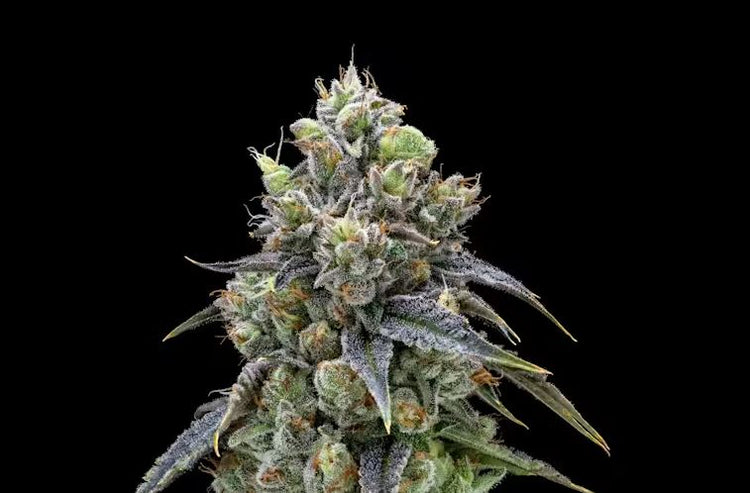 a close up of a plant on a black background