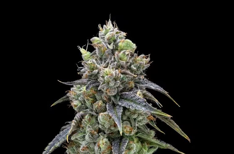 a close up of a plant on a black background