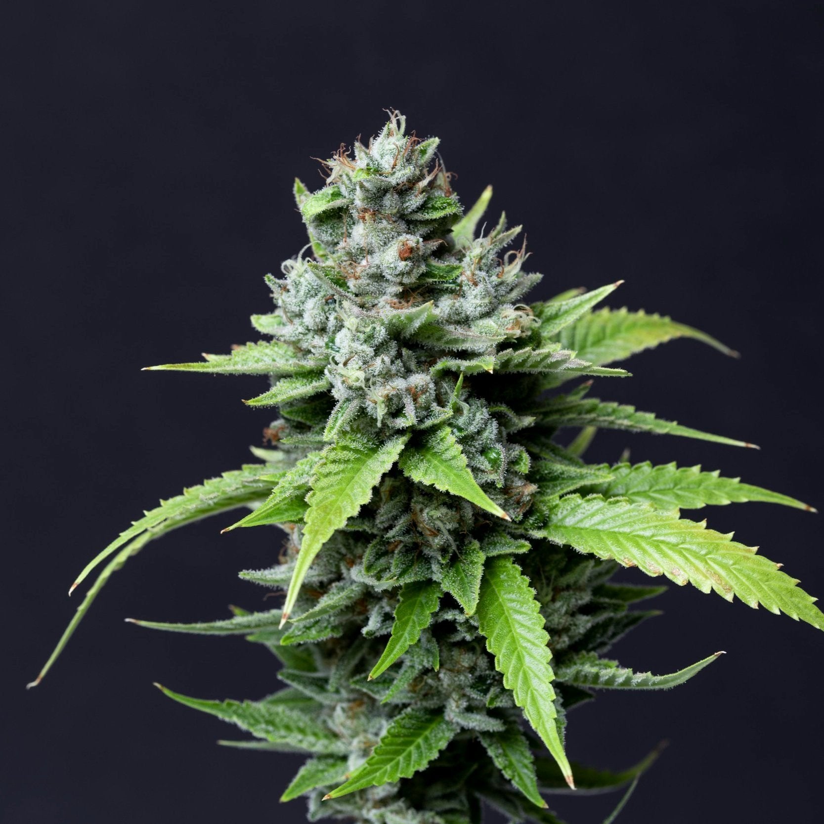 a close up of a green plant on a black background