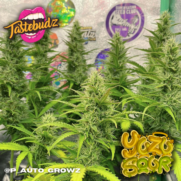 a marijuana plant in a pot in front of a wall with stickers on it