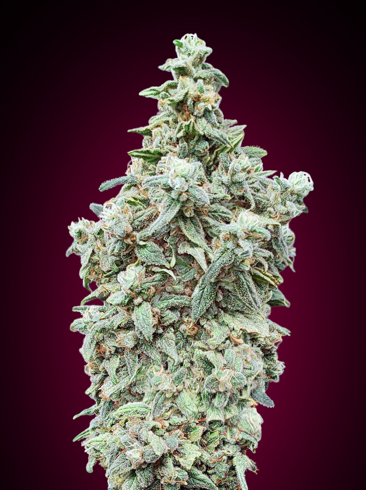 a close up of a marijuana plant on a purple background