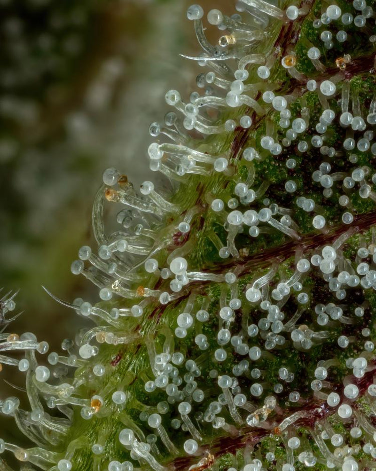 a close up of a green plant with small white bubbles