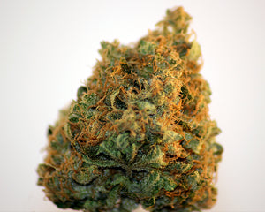 a close up of a marijuana plant on a white background