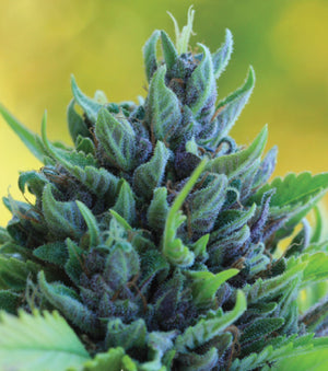 a close up of a purple flower with green leaves