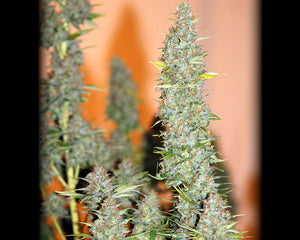 a close up of a plant in a vase