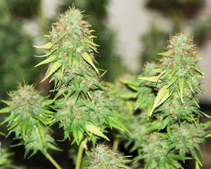 a close up of a plant in a pot