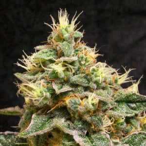 a close up of a marijuana plant on a black background