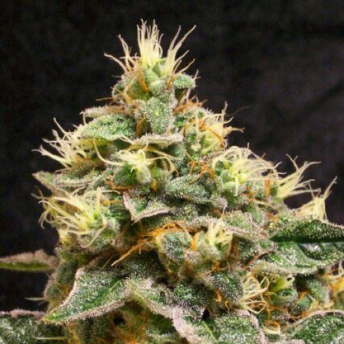 a close up of a marijuana plant on a black background