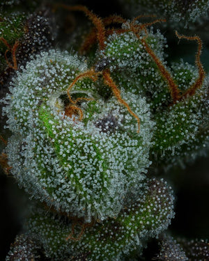 a close up of a green plant with lots of white stuff on it