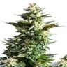 a close up of a plant on a white background