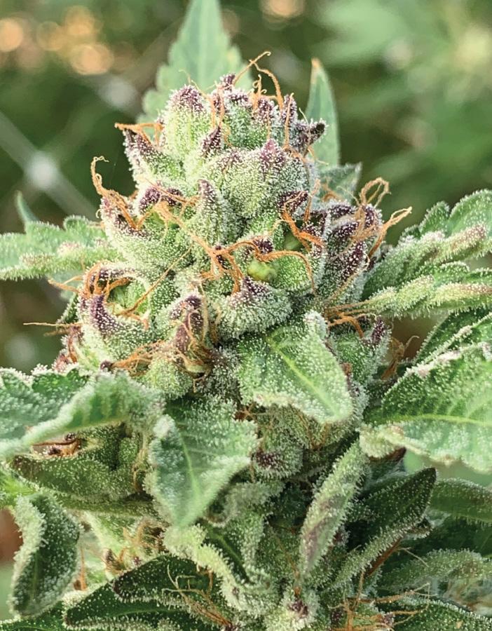 a close up of a plant with lots of leaves