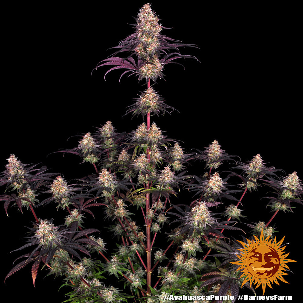 a picture of a plant with a black background