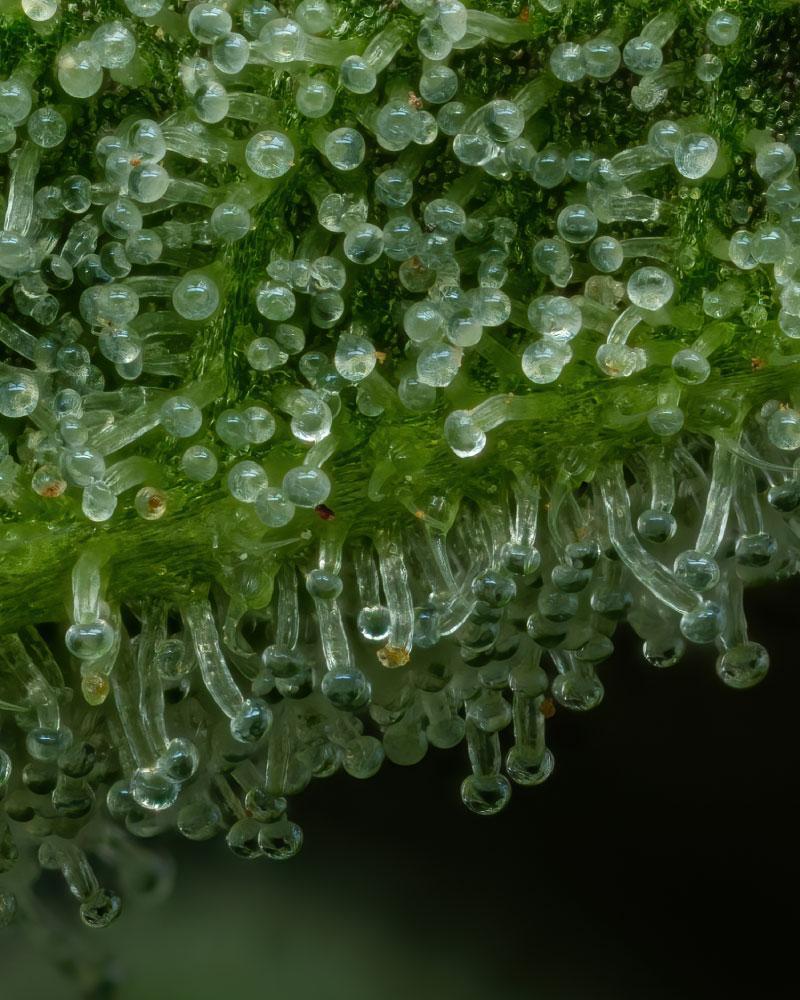 a close up of water droplets on a plant