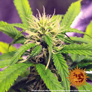 a close up of a marijuana plant with a purple background