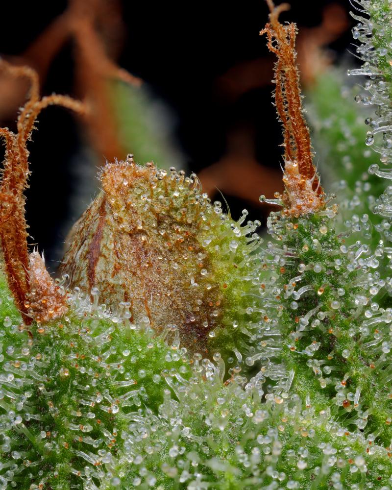 a close up of a plant with drops of water on it