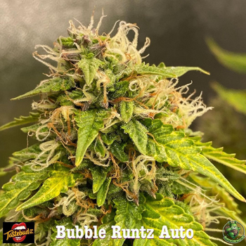 a close up of a marijuana plant with the words bubble runz auto
