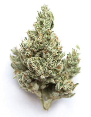 a close up of a marijuana plant on a white background