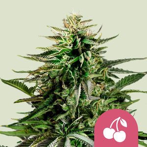 a close up of a plant with a pink label