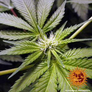 a close up of a marijuana plant with a sun in the background