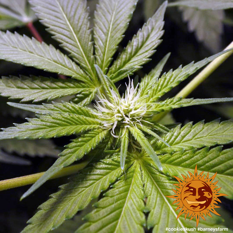 a close up of a marijuana plant with a sun in the background