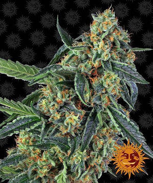 a close up of a plant on a black background
