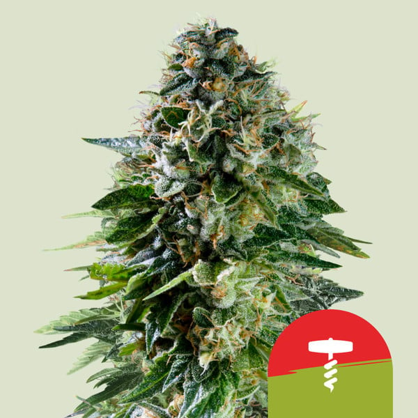 a marijuana plant with a red and green label