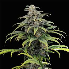 a large green plant sitting on top of a table