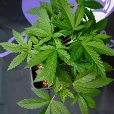 a potted plant with green leaves on a table