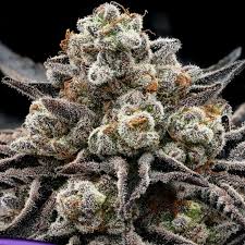 a close up of a marijuana plant
