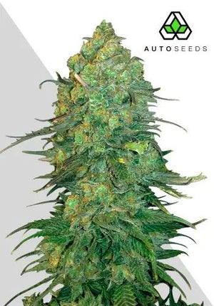 a large green plant sitting on top of a white table
