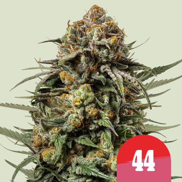 a close up of a marijuana plant with the number four on it