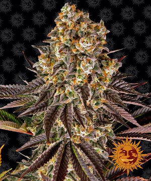 a close up of a plant on a black background