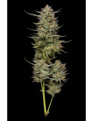 a close up of a plant on a black background