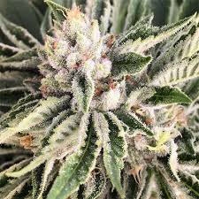 Chrystal Feminized | SALE