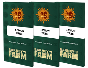 three lemon tree books on a white background