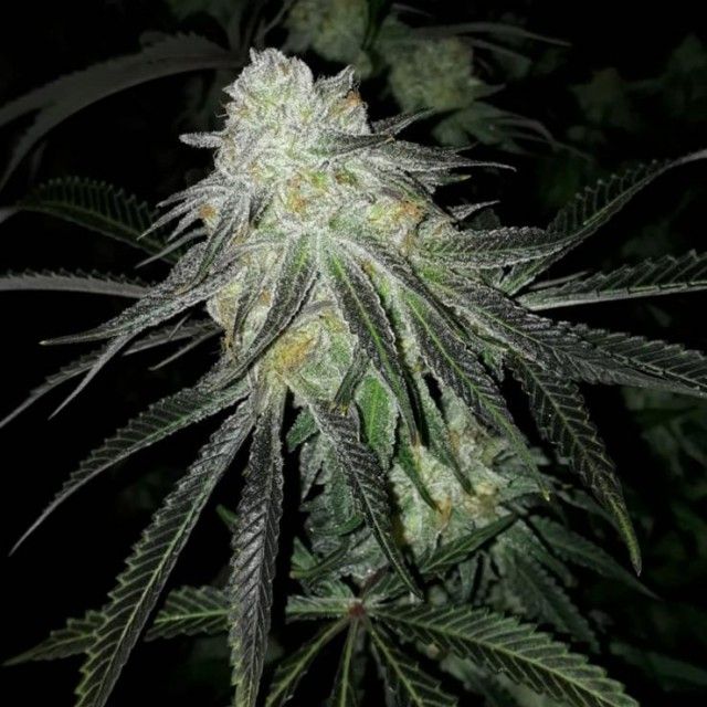 a close up of a marijuana plant in the dark