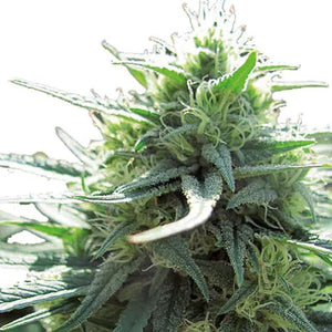 a close up of a marijuana plant on a white background