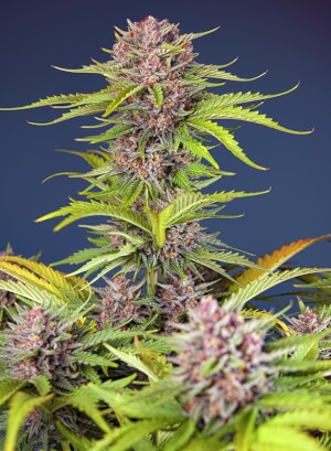 a close up of a plant with a blue background