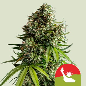 a marijuana plant with a red and green label