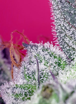 a close up of a plant with frost on it