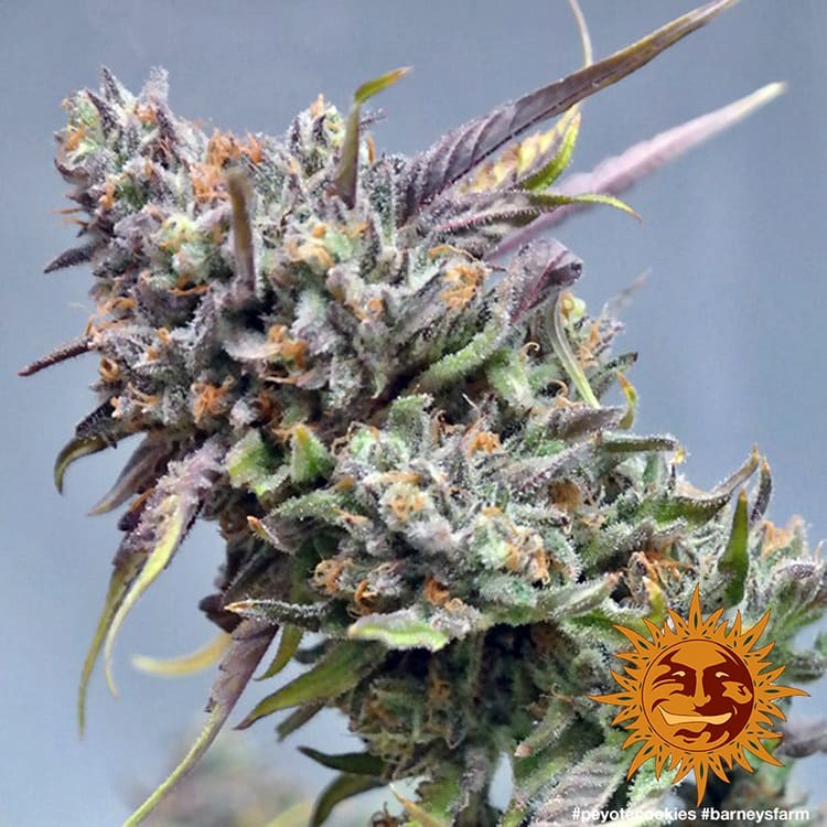 a close up of a plant with a blue sky in the background