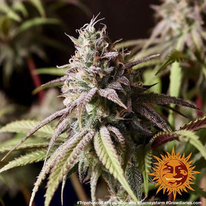 a close up of a plant with a sun in the background