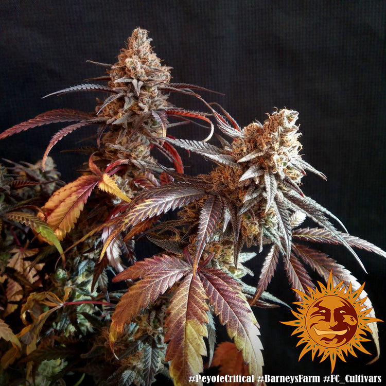 a close up of a plant with a black background