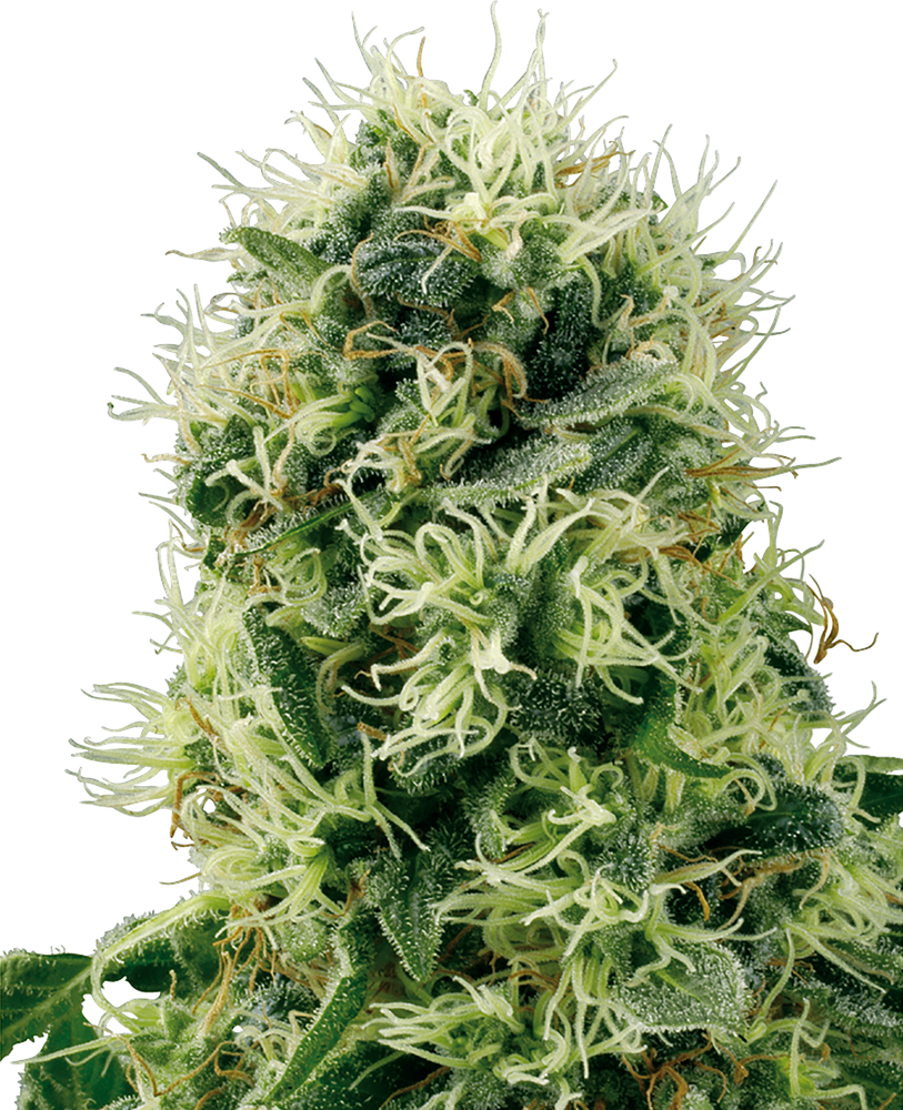 a close up of a plant with green leaves