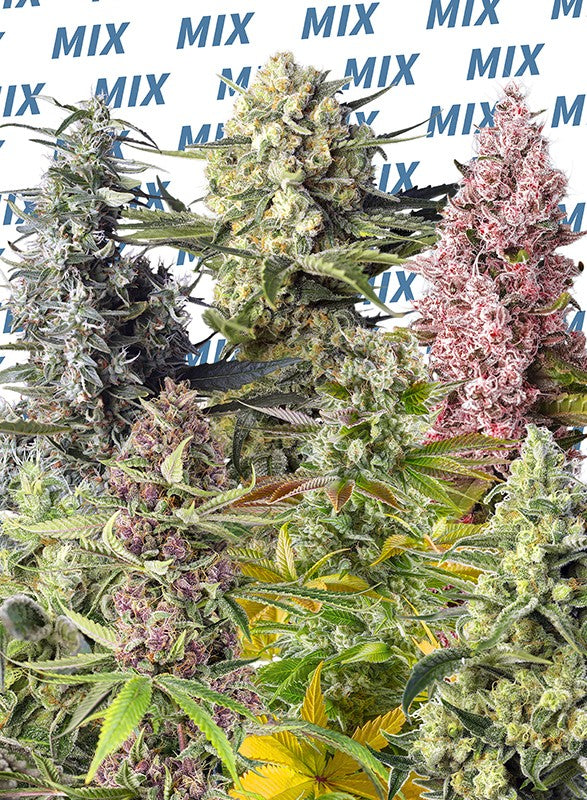 a bunch of different types of plants in front of a wall