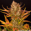 a close up of a flower on a plant