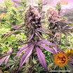 a close up of a plant with a blurry background